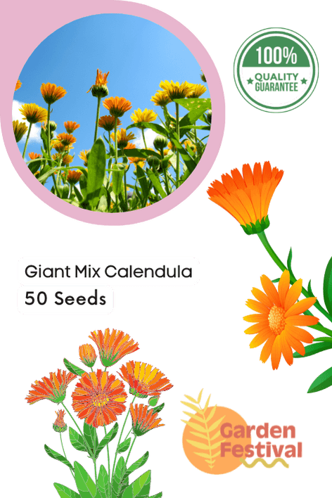 giant mix calendula (garden festival)