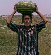 Girish/गिरीश Hybrid watermelon (Known You Seeds) - Farmers Stop
