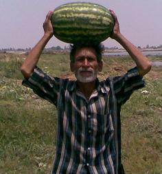 Girish/गिरीश Hybrid watermelon (Known You Seeds) - Farmers Stop