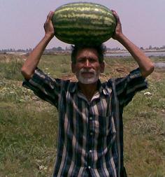 girish/गिरीश hybrid watermelon (known you seeds)