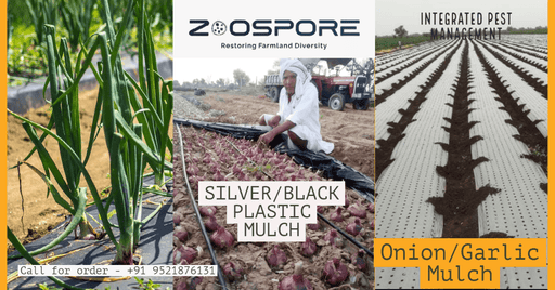 silver/black plastic mulching sheet for onion/garlic (zoospore biological's)