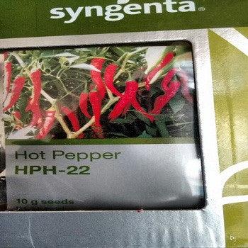hph 22 hot pepper (syngenta)