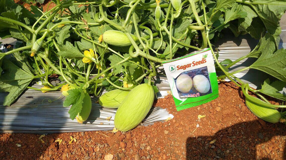 jhanvi/जानवी hybrid muskmelon (sagar biotech seeds)