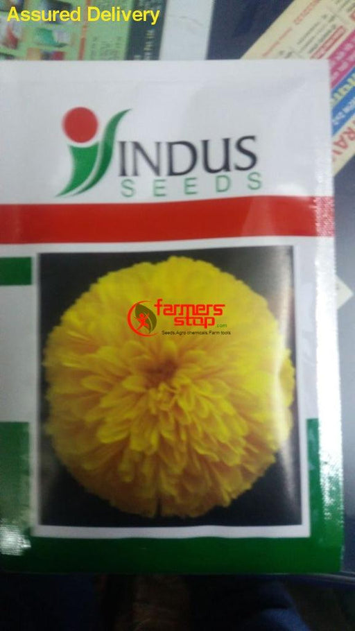 yellow moon beejilee flower seeds (indus seeds)