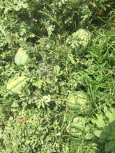 yuvan/युवान hybrid f1 watermelon (konico seeds)