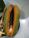 sun berry/सन बेरी f1 hybrid papaya  (aus ecowell)