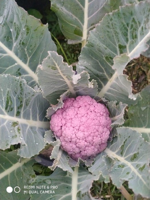 valentena f1 hybrid purple cauliflower (syngenta)