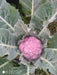 valentena f1 hybrid purple cauliflower (syngenta)