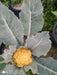 carotena f1 hybrid yellowish red cauliflower (syngenta)