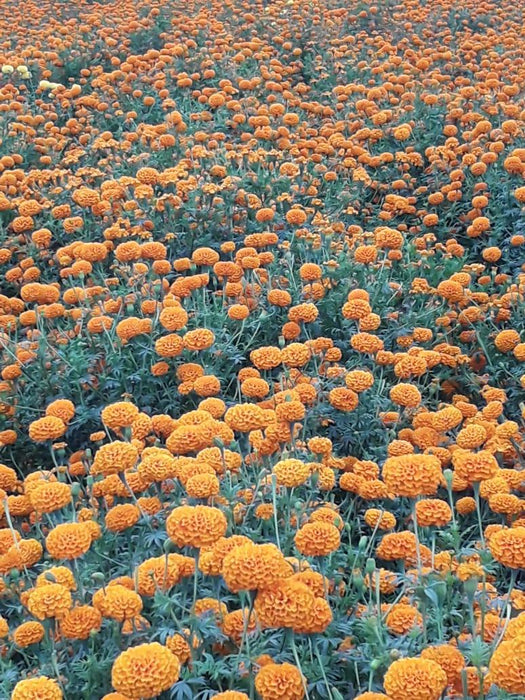 best quality kolkata type marigold plants for farming