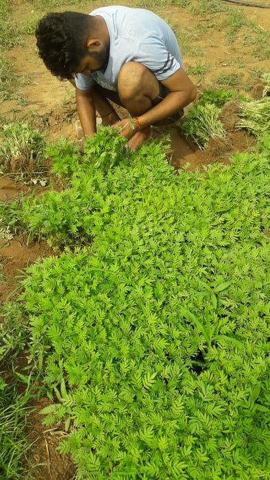best quality kolkata type marigold plants for farming