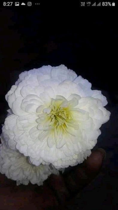 white moon/वाइट मून  bijeeli pure white flower seeds (konico seeds)