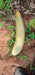 superior cucumber green long/ kachra melon type