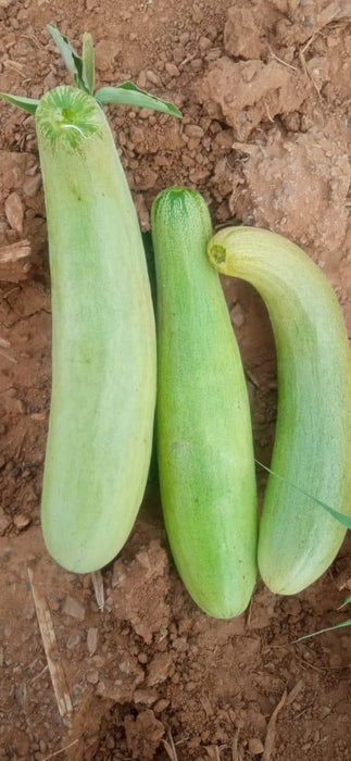 superior cucumber green long/ kachra melon type