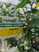 52-32 f1 parthenocarpic cucumber seeds (yuksel seeds)