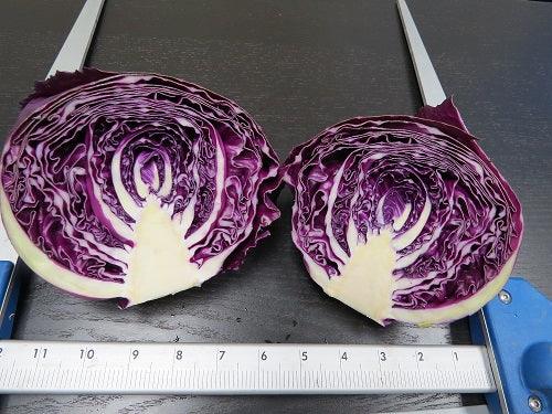 scarlet hybrid cabbage (known you seeds)