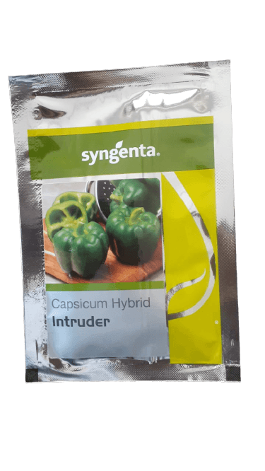 intruder f1 hybrid capsicum (syngenta)