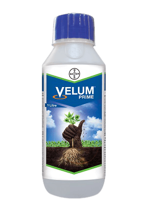 velum prime fluopyrum 34.48% sc (bayer, india)