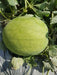 jannat/जन्नत hybrid watermelon - red flesh (known you seeds) cod not available