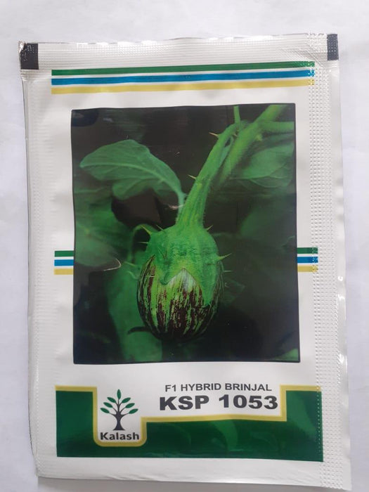 ksp-1053 shivaji f1 hybrid brinjal (kalash seeds)