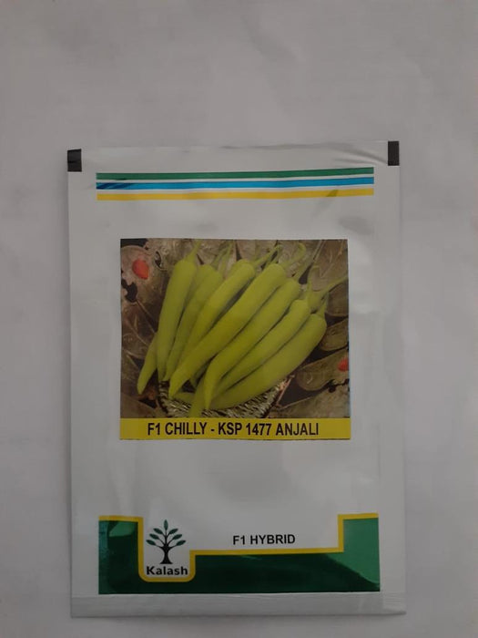 ksp-1477 anjali f1 hybrid chilli (kalash seeds)