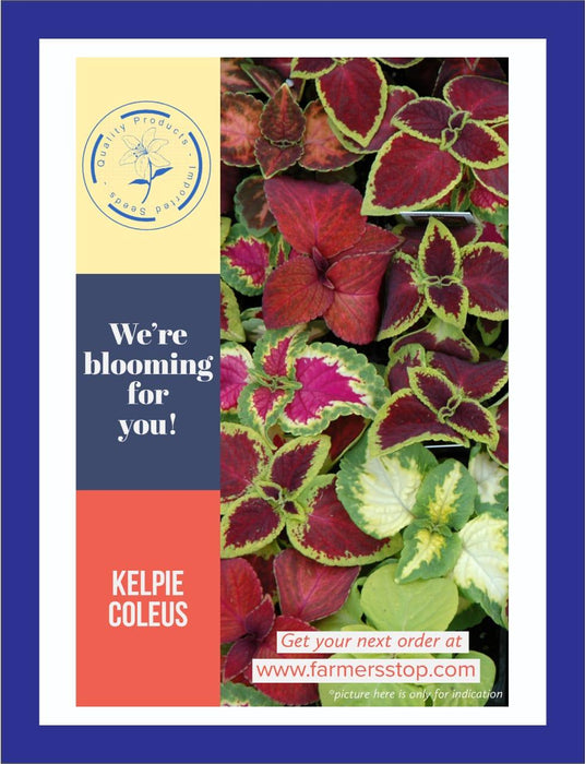 kelpie coleus mix color (garden festival)