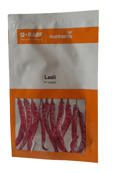 laali f1 hybrid chilli/hotpepper (basf-nunhems)