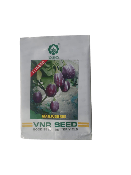 manjushree f1hybrid brinjal (vnr seeds)