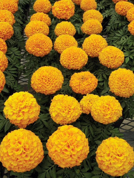 marigold dragon african big size flower (aga agro flower, thailand) 1000 seeds / orange