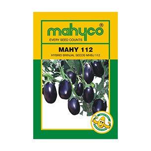 mahy 112/माही ११२ brinjal (mahyco)
