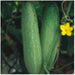 malini/मालिनी cucumber (seminis)
