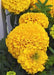 perfection gold marigold/inca gold (goldsmith/sflowers)