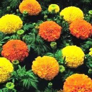 MARIGOLD AFRICAN MIXED - Farmers Stop