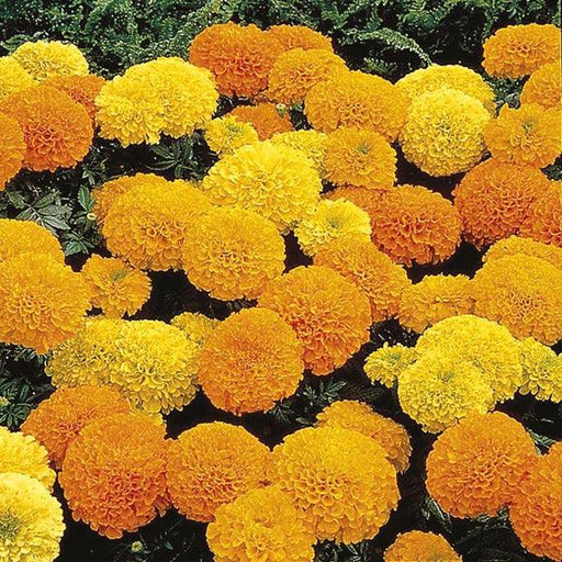 african dwarf hybrid marigold mix (garden festival)