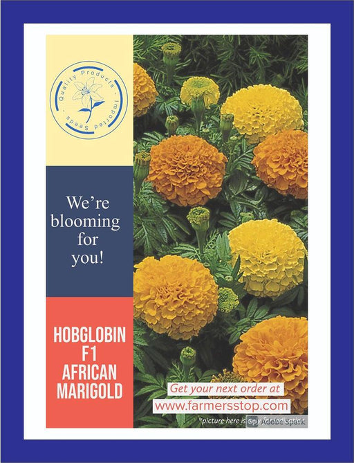 hobglobin f1 hybrid dwarf marigold (garden festival)
