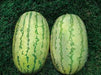 ns 295 watermelon (namdhari)