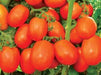 ns 2535 tomato (namdhari seeds)