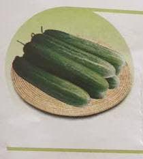 nandini/नंदिनी cucumber (east west seeds)
