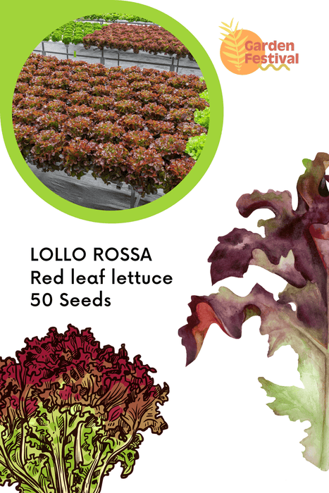 lettuce lollo rossa seeds - red leaf lettuce
