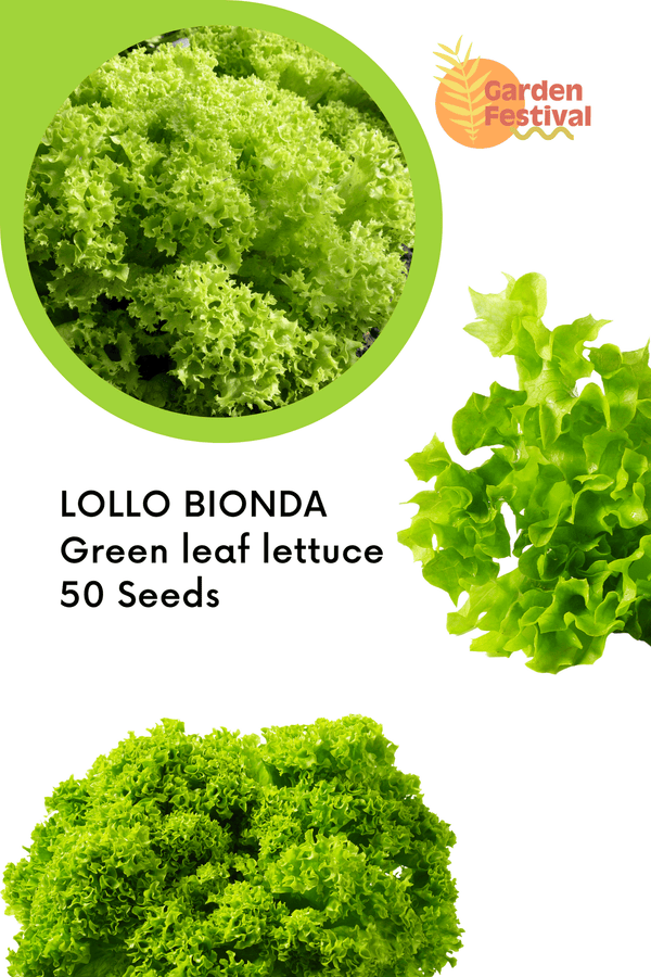 lettuce lollo bionda seeds - green leaf lettuce