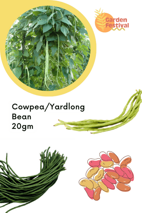 super quality cowpea beans/yardlong bean long desi seeds