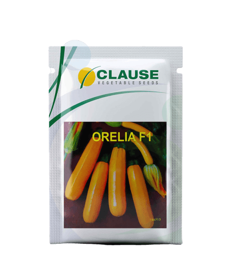 orelia f1 hybrid squash (clause seeds)