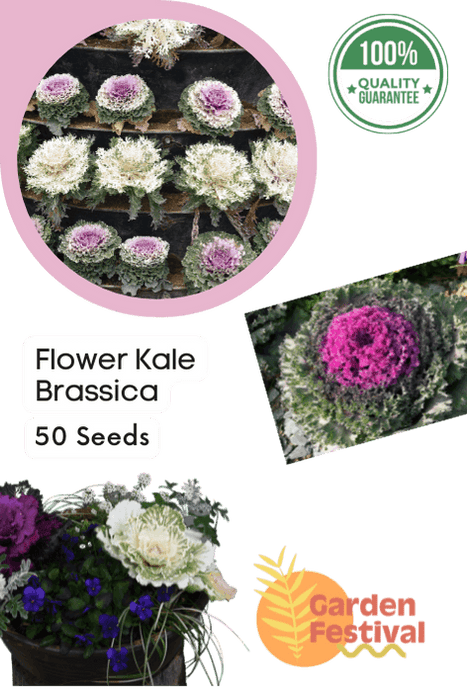 flower kale brassica f1 mix (garden festival)