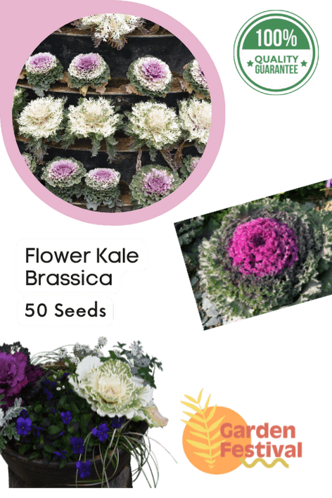 flower kale brassica f1 mix (garden festival)