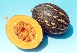 preeti/प्रीती winter squash (pumpkin) (known you seeds)