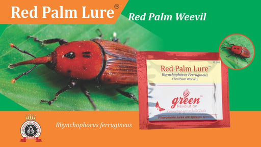 red palm lure and bucket trap-rhynchophorus ferrugineus(green revolution) 10 nos lure