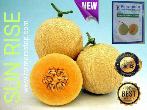 sun rise/सन राइज f1 hybrid muskmelon (known you seeds)