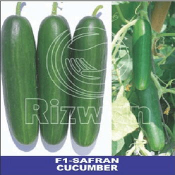 cucumber f1-safran plus (seedless) (rizwan seeds)