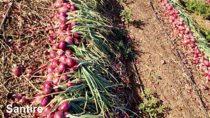 santire/सैनटायर f1 hybrid onion (nunhems)