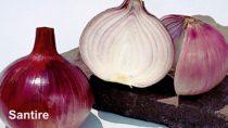 santire/सैनटायर f1 hybrid onion (nunhems)